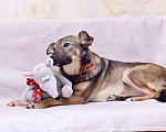 Собаки в Москве: Миниатюрная красотка Лисёна очень хочет найти семью. Девочка, Бесплатно - фото 1