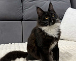Кошки в Кемерово: Котенок Мейн-кун Девочка, 25 000 руб. - фото 4