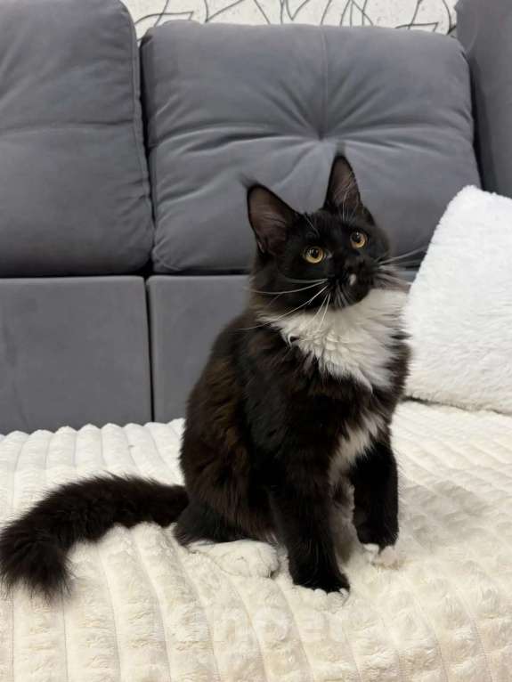 Кошки в Кемерово: Котенок Мейн-кун Девочка, 25 000 руб. - фото 4