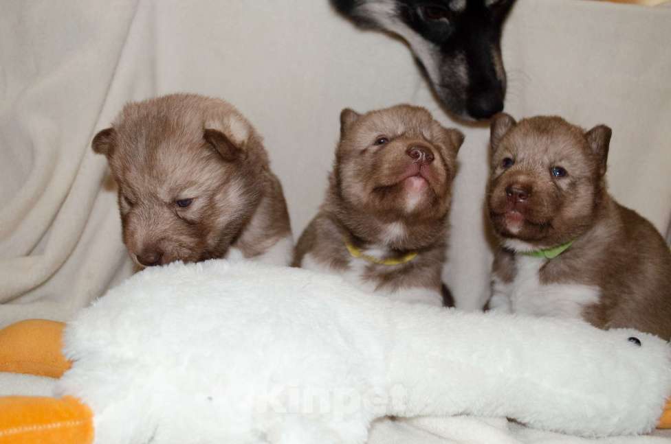 Собаки в Екатеринбурге: Девочки хаски РКФ Девочка, 45 000 руб. - фото 8