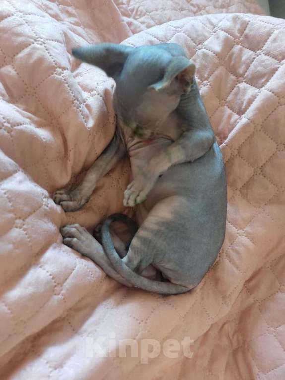 Кошки в Москве: Котята Канадского сфинкса, ласковые, игривые, замечательные  Девочка, Бесплатно - фото 9