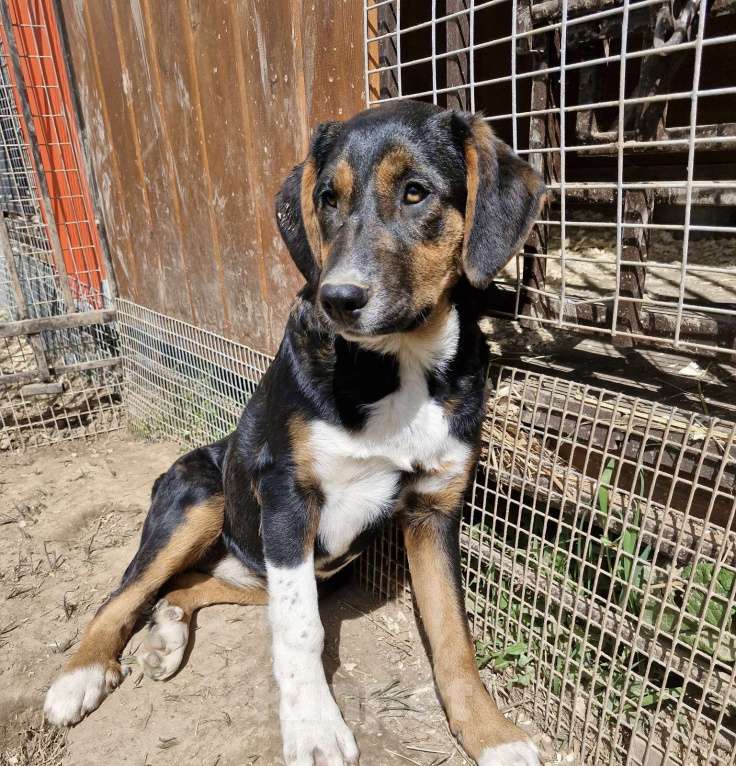 Собаки в Москве: Щенок в дар Девочка, Бесплатно - фото 6