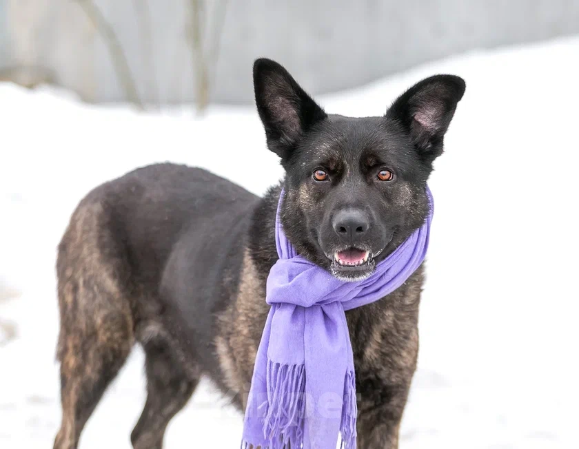 Собаки в Москве: Ева Собака Энерджайзер Девочка, 10 руб. - фото 3