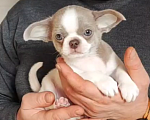 Собаки в Саратове: Щенок Чихуахуа Мальчик, 50 000 руб. - фото 1