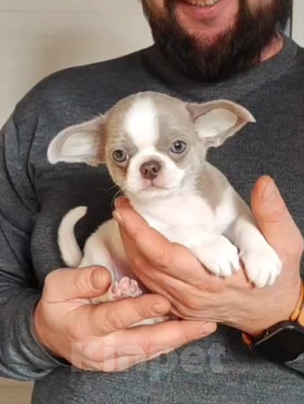 Собаки в Саратове: Щенок Чихуахуа Мальчик, 50 000 руб. - фото 1