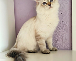 Кошки в Новосибирске: ♀️Sakura iz Lukomoriay Девочка, 40 000 руб. - фото 1