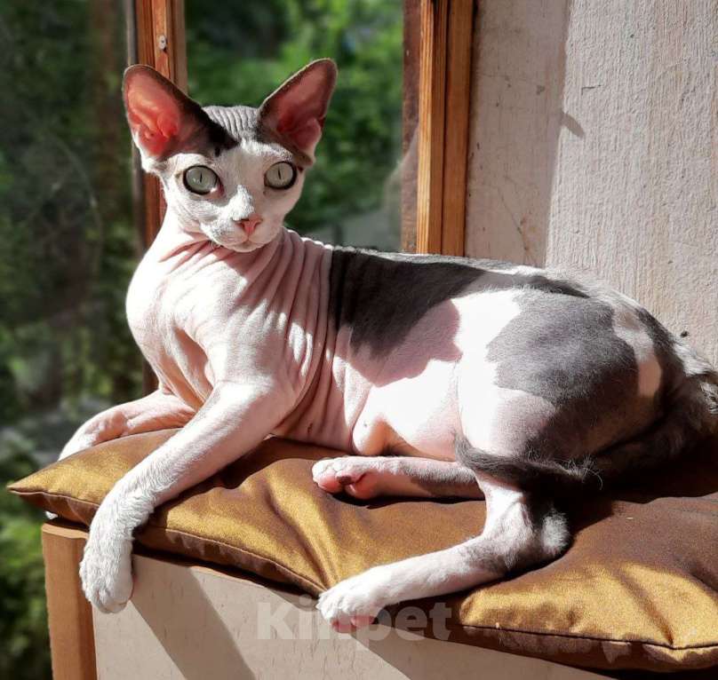 Кошки в Нижнем Новгороде: Ищу тебя, мой будущий друг Девочка, Бесплатно - фото 1