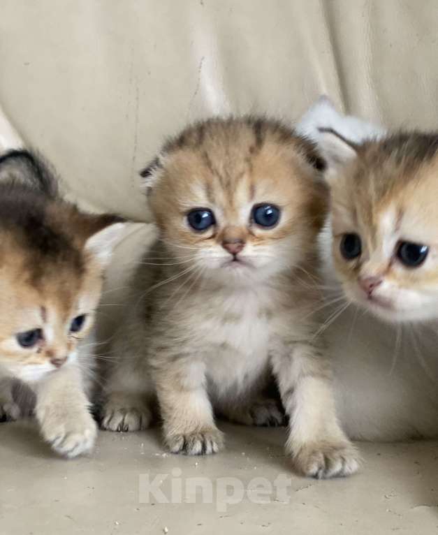 Кошки в Нижнем Новгороде: Золотые вислоухие с документами Девочка, 15 000 руб. - фото 2