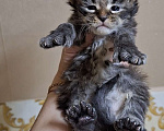 Кошки в Дмитрове: Котятки мейн-кун полидакт Мальчик, 40 000 руб. - фото 4