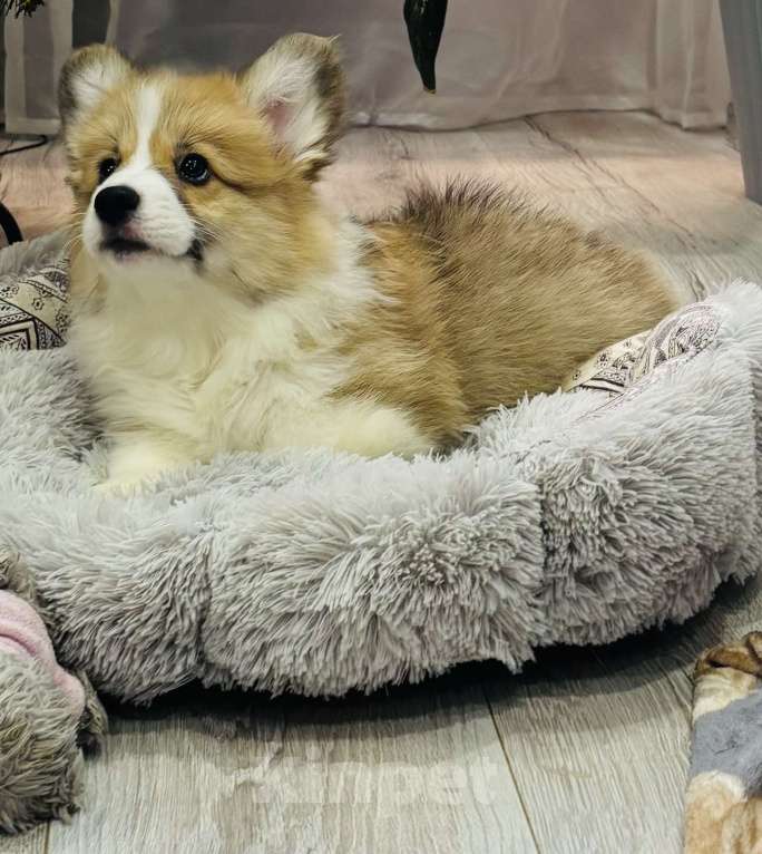 Собаки в Москве: Продажа щенков корги Мальчик, 45 000 руб. - фото 9