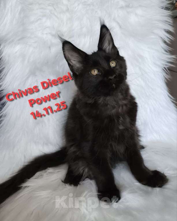 Кошки в Санкт-Петербурге: Черный магический мейн-кун Мальчик, 120 000 руб. - фото 5