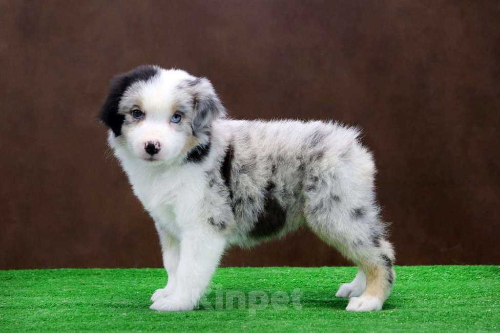 Собаки в Москве: Мраморный разноглазый мальчик мини аусси Мальчик, 110 000 руб. - фото 4