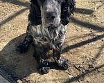 Собаки в Астрахани: Найден кабель, русский охотничий спаниель Мальчик, Бесплатно - фото 2