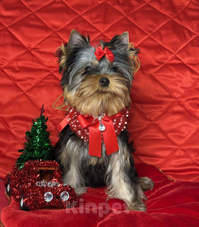 Собаки в Москве: Йоркширский терьер мальчик Мальчик, 55 000 руб. - фото 3