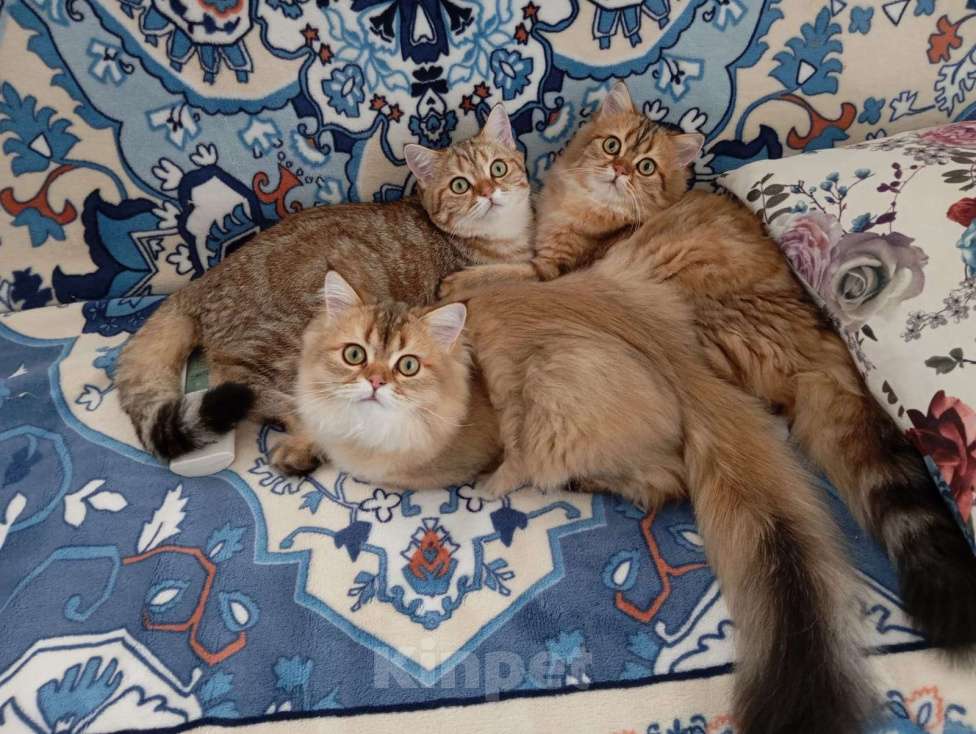 Кошки в других городах Крыма: Шотландские котята.Продажа в разведение или в любимцы Девочка, Бесплатно - фото 3