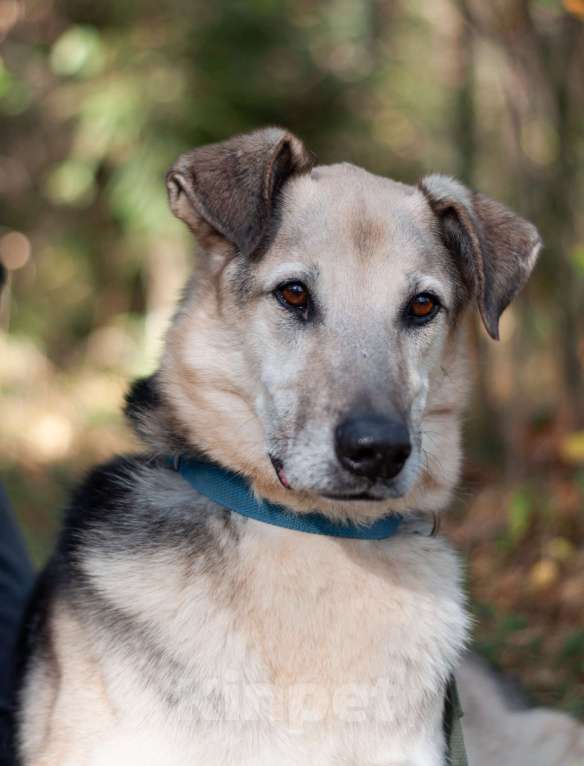 Собаки в Ногинске: Представляете идеального друга? Вот он — Михей! Мальчик, Бесплатно - фото 1
