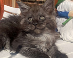 Кошки в Санкт-Петербурге: Котик мейн кун чёрный дымный Мальчик, 40 000 руб. - фото 1