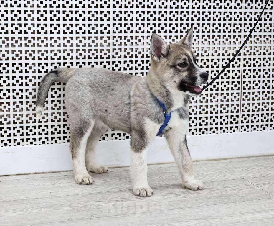 Собаки в Москве: Щенок бесплатно в Москве Девочка, Бесплатно - фото 9