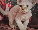 Кошки в Новокузнецке: Мальчик Рексик Мальчик, 40 000 руб. - фото 4