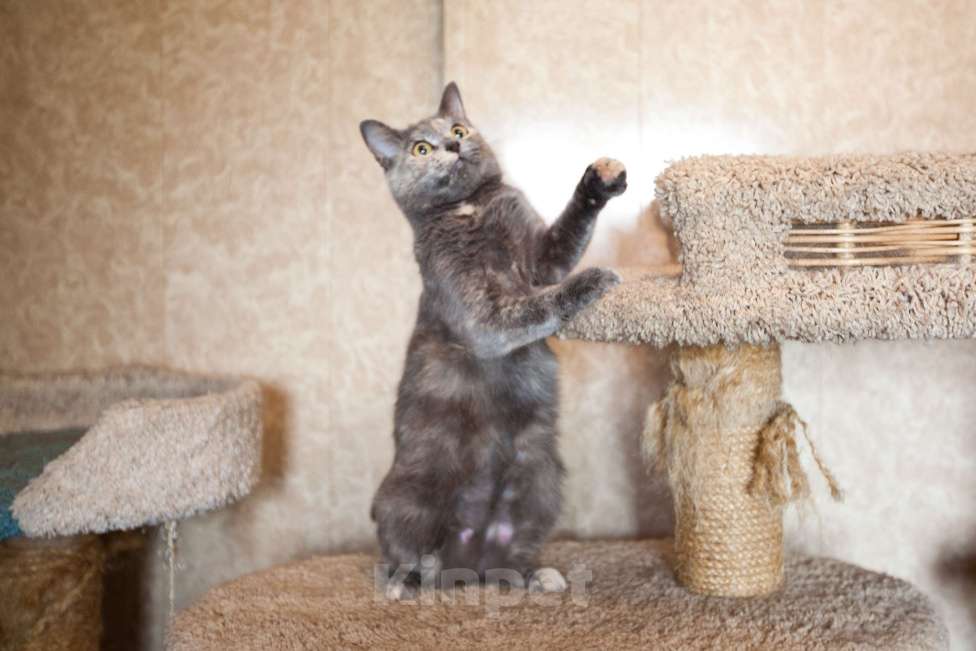 Кошки в Москве: Кошка голубо-кремового окраса в добрые руки  Девочка, Бесплатно - фото 2