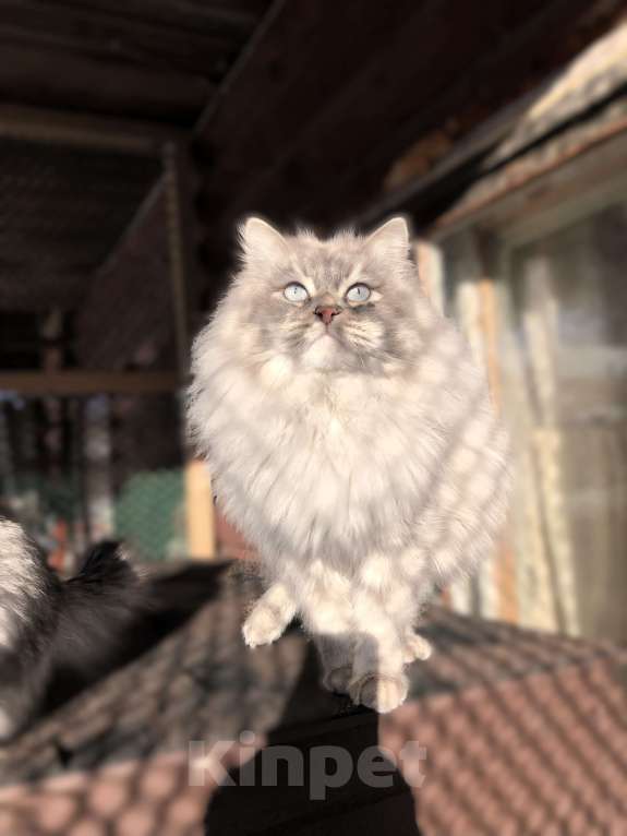 Кошки в Санкт-Петербурге: Невский маскарадный кот  Мальчик, 15 000 руб. - фото 2