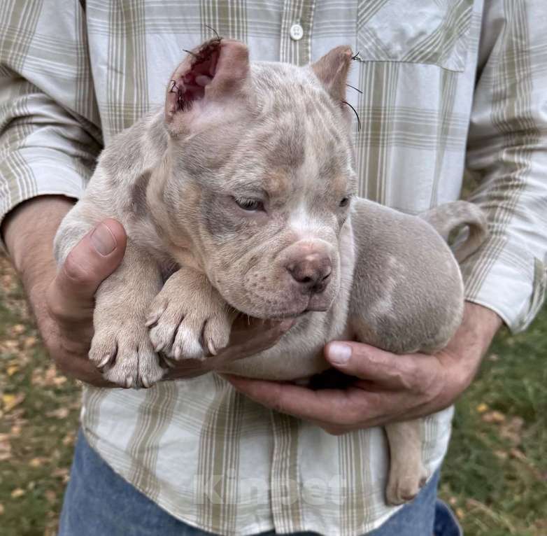 Собаки в Жуковском: Американский булли щенки покет Девочка, 120 000 руб. - фото 3