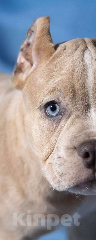 Собаки в Москве: Щенки Американского булли  Девочка, 150 000 руб. - фото 4