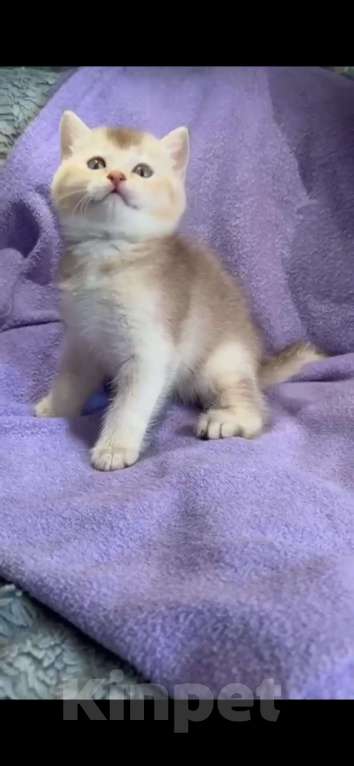 Кошки в Екатеринбурге: Шиншилла лиловое золото страйт  Мальчик, 25 000 руб. - фото 6