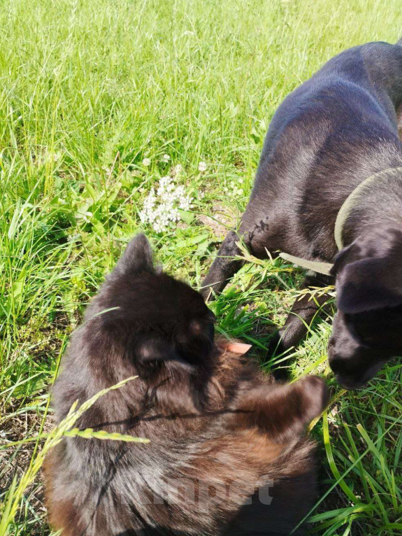 Собаки в Ижевске: Умница, красавица ищет достойного хозяина Девочка, 1 000 руб. - фото 5