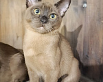 Кошки в Ростове-на-Дону: Кошечка европейской Бурмы  Девочка, 65 000 руб. - фото 6