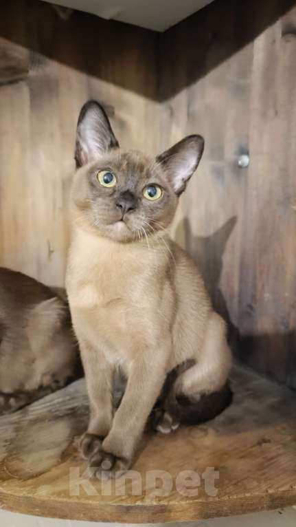 Кошки в Ростове-на-Дону: Кошечка европейской Бурмы  Девочка, 65 000 руб. - фото 6