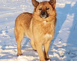 Собаки в Саратове: Очаровательная лисичка Умка, молодая некрупная собачка в добрые руки Девочка, 10 руб. - фото 6