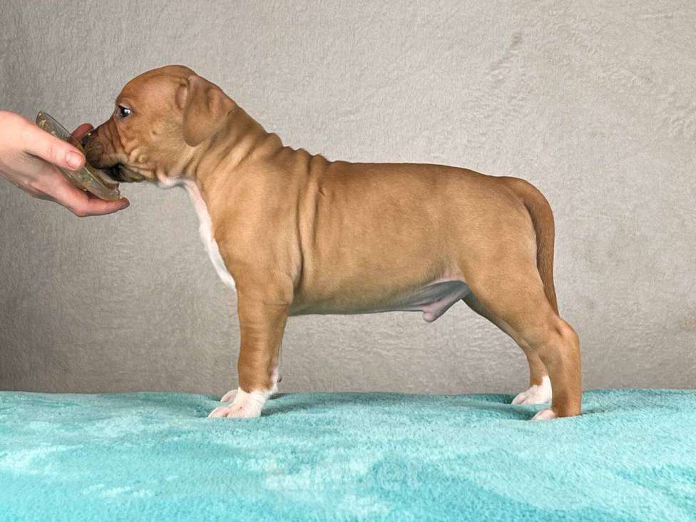 Собаки в Москве: Шикарный парень амстаффа Мальчик, 80 000 руб. - фото 2