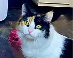 Кошки в Санкт-Петербурге: Кошечка Кими ищет дом! Девочка, Бесплатно - фото 4
