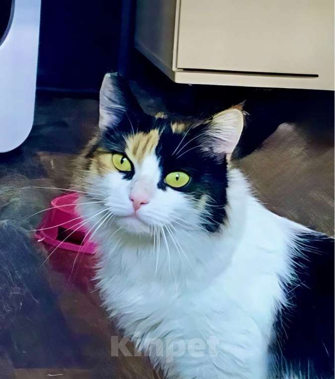 Кошки в Санкт-Петербурге: Кошечка Кими ищет дом! Девочка, Бесплатно - фото 4