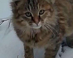 Кошки в Ливны: Котятки в дар, 10 руб. - фото 1