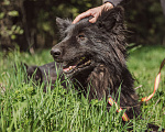 Собаки в Клине: Овчарка Грей Мальчик, Бесплатно - фото 5