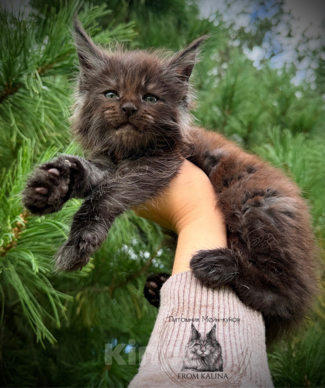 Кошки в Санкт-Петербурге: Котик черный дым Мальчик, 65 000 руб. - фото 2