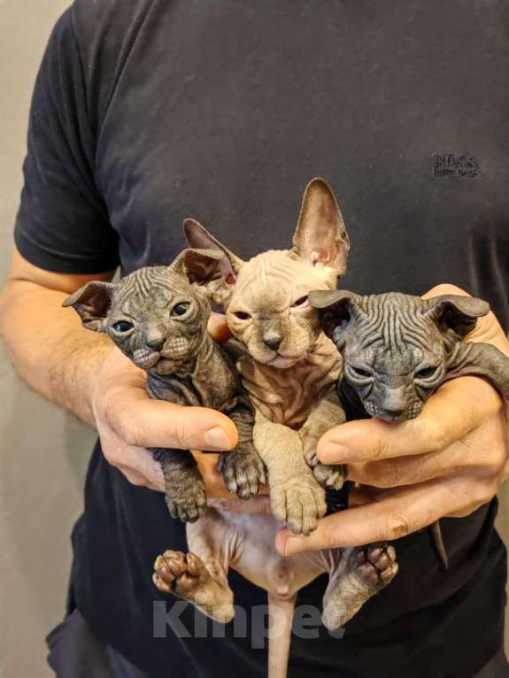 Кошки в Казани: Очаровательный левкой Мальчик, 25 000 руб. - фото 3