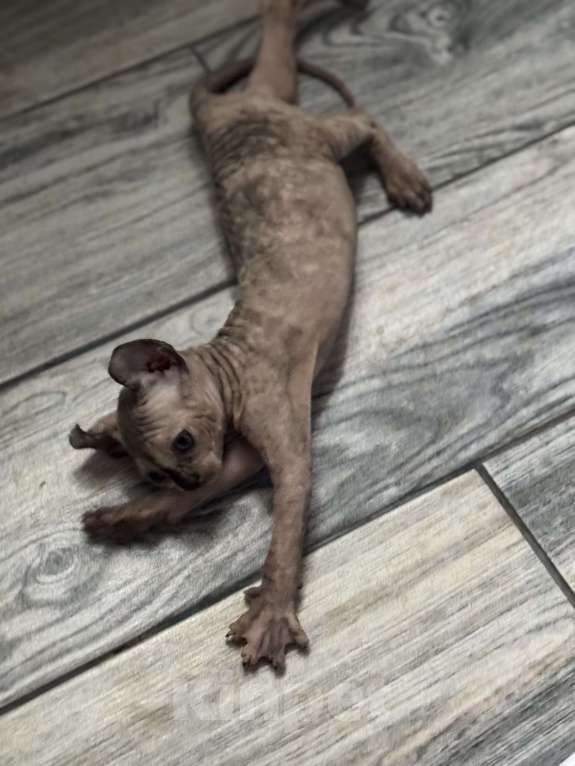 Кошки в Казани: Принцесса Сфинкс Эльфик ищет любящую семью Девочка, 25 000 руб. - фото 2