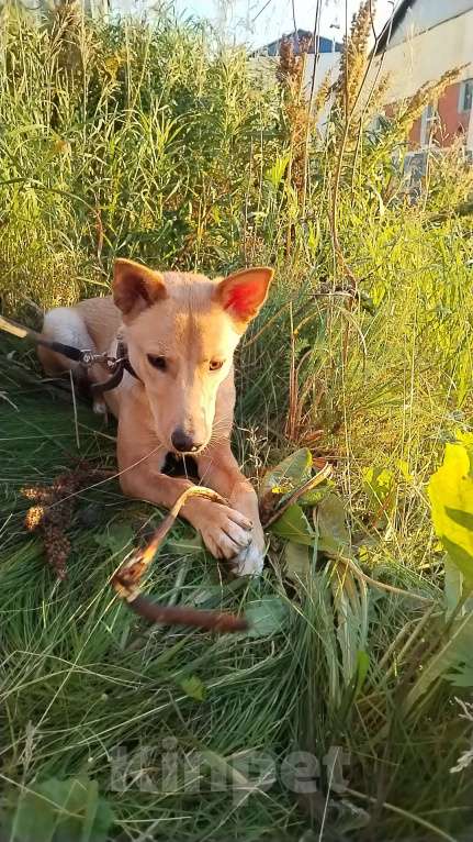 Собаки в Москве: Умка мечтает о семье, возраст 1 годик, идеальная собака  Девочка, Бесплатно - фото 5