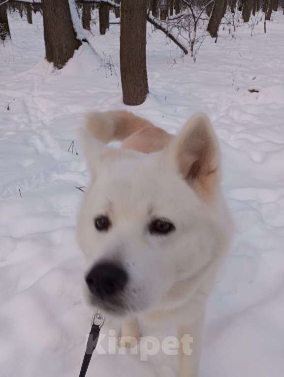 Собаки в Москве: взрослая акито ,7 лет , ищет нового хозяина  Девочка, Бесплатно - фото 5