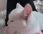 Кошки в Красноярске: Котик ищет свою семью Мальчик, Бесплатно - фото 4