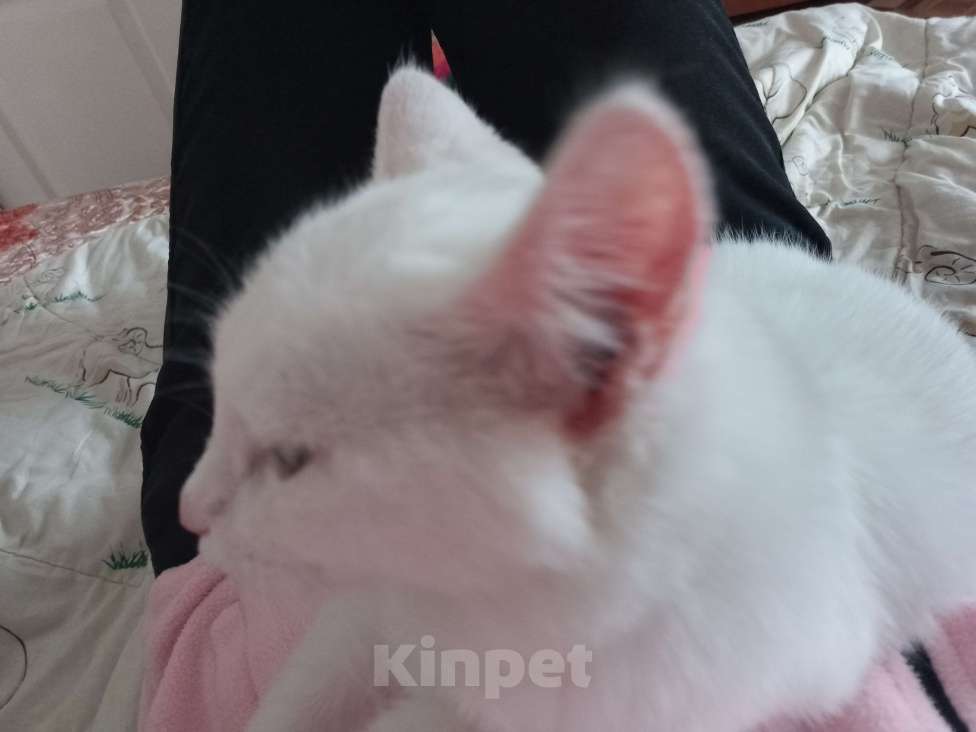 Кошки в Красноярске: Котик ищет свою семью Мальчик, Бесплатно - фото 4