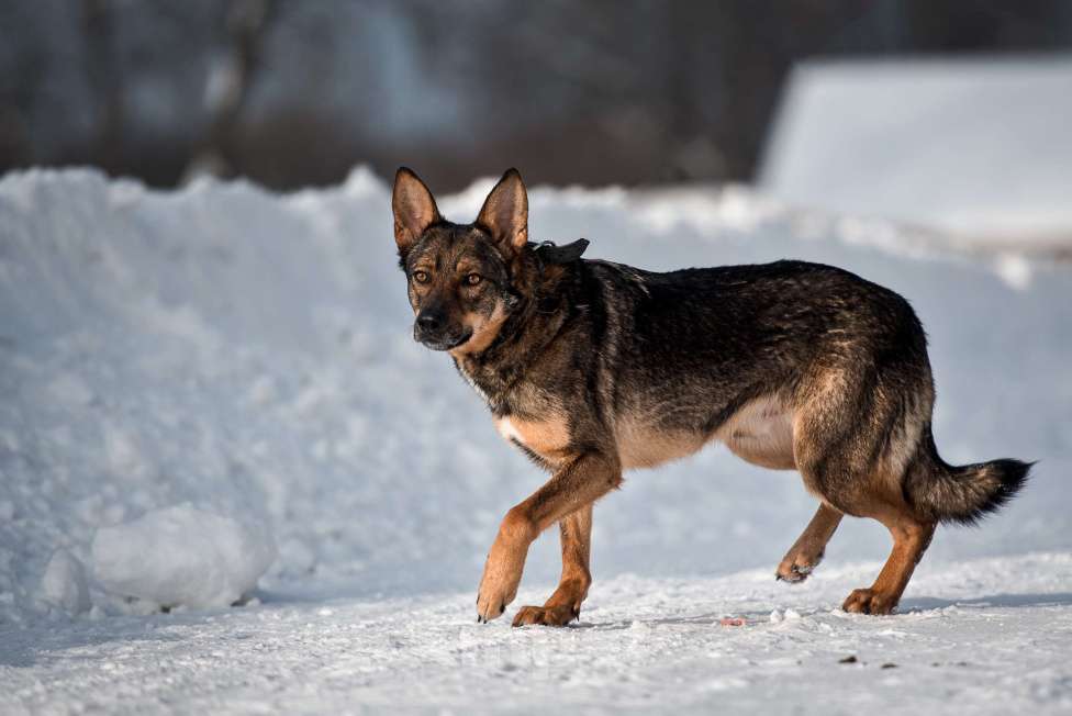 Собаки в Сергиеве Посаде: Скромный Рон, метис овчарки ищет дом  Мальчик, 10 руб. - фото 2