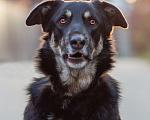 Собаки в Москве: Собака-компаньон Мальчик, Бесплатно - фото 5