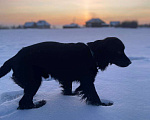 Собаки в Новокузнецке: Потерялась собака породы русский охотничий спаниель Мальчик, 10 000 руб. - фото 1