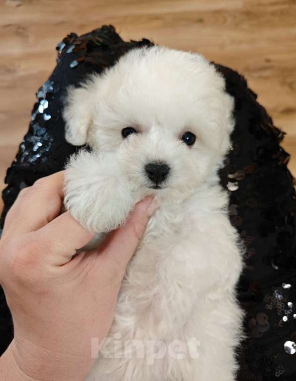 Собаки в Москве: Бишон фризе девочка Девочка, 70 000 руб. - фото 1