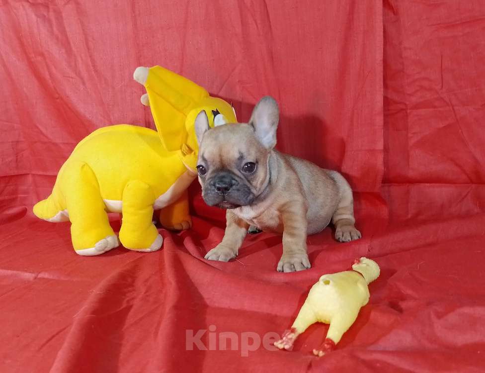 Собаки в Екатеринбурге: Очаровательные француженки Девочка, 25 000 руб. - фото 7