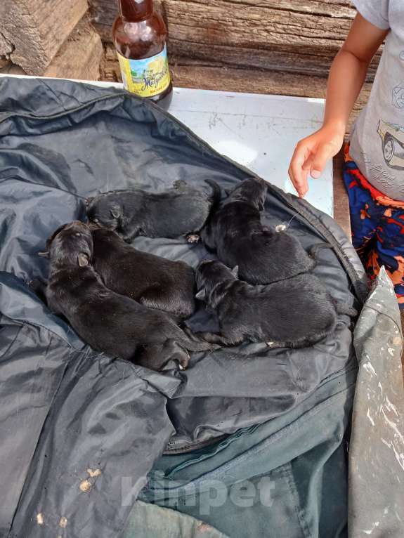 Собаки в Твери: Отдам собак в добрые руки Мальчик, 1 руб. - фото 3